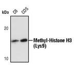 H3K27me3 Antibody in Western Blot (WB)