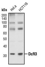 DcR3 Polyclonal Antibody