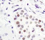 H3K9me2 Antibody in Immunohistochemistry (IHC)