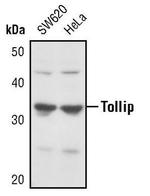TOLLIP Polyclonal Antibody