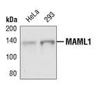 MAML1 Polyclonal Antibody