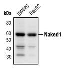 Naked1 Polyclonal Antibody
