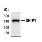 SHIP1 Polyclonal Antibody