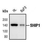SHIP1 Polyclonal Antibody