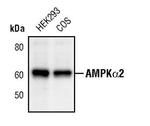 AMPK alpha-2 Polyclonal Antibody