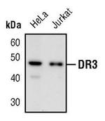 DR3 Antibody in Western Blot (WB)