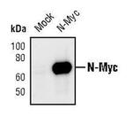 n-Myc Polyclonal Antibody