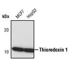 Thioredoxin 1 Polyclonal Antibody