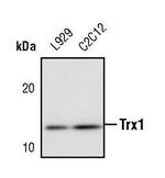Thioredoxin 1 Polyclonal Antibody