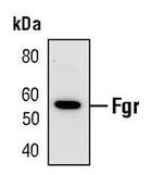 FGR Antibody in Western Blot (WB)