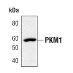 PKM2 Antibody in Western Blot (WB)