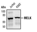 MELK Polyclonal Antibody