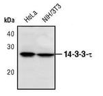 14-3-3 theta Polyclonal Antibody
