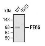 FE65 Polyclonal Antibody