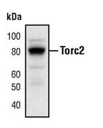 Torc2 Polyclonal Antibody