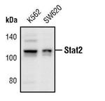STAT2 Polyclonal Antibody