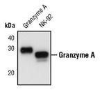 Granzyme A Polyclonal Antibody