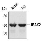 IRAK2 Polyclonal Antibody