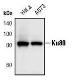 Ku80 Antibody in Western Blot (WB)