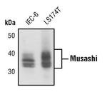 MSI1 Antibody in Western Blot (WB)