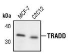 TRADD Polyclonal Antibody