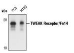 CD266 Polyclonal Antibody