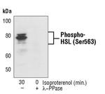 Phospho-HSL (Ser563) Polyclonal Antibody