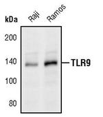 TLR9 Polyclonal Antibody
