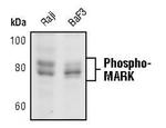 Phospho-MARK1/MARK2/MARK3 (Thr215, Thr208, Thr234) Polyclonal Antibody