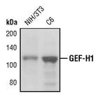 GEF-H1 Antibody in Western Blot (WB)