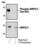 Phospho-AMPK beta-1 (Ser182) Polyclonal Antibody