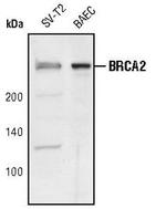 BRCA2 Antibody in Western Blot (WB)