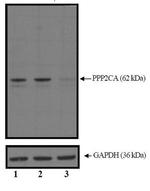 PPP2R1A Antibody