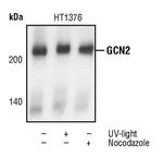 GCN2 Polyclonal Antibody