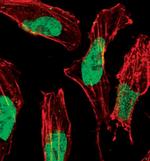 Phospho-p57 Kip2 (Thr310) Antibody in Immunocytochemistry (ICC/IF)
