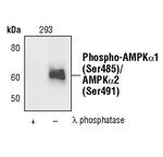 Phospho-AMPK alpha-1,2 (Ser485, Ser491) Polyclonal Antibody