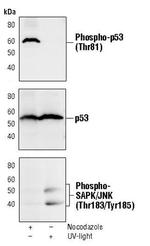 Phospho-p53 (Thr81) Antibody in Western Blot (WB)