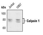 Mu-Calpain Polyclonal Antibody