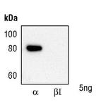 PKC alpha Antibody