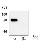 PKC alpha Antibody in Western Blot (WB)