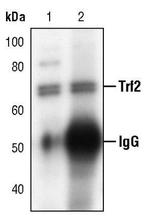Trf2 Antibody in Immunoprecipitation (IP)