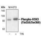 Phospho-RSK3 (Thr356, Ser360) Antibody in Western Blot (WB)