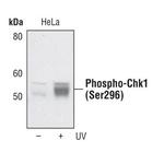 Phospho-CHK1 (Ser296) Antibody in Western Blot (WB)