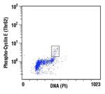 Phospho-Cyclin E (Thr62) Antibody in Flow Cytometry (Flow)
