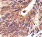 HSP90AB1 (HSP90) Antibody in Immunohistochemistry (IHC)