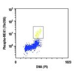Phospho-MEK1 (Thr286) Antibody in Flow Cytometry (Flow)