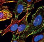 Phospho-MYL9 (Ser19) Polyclonal Antibody