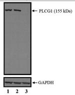 PLCG1 Antibody