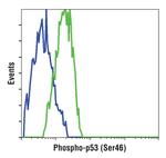 Phospho-p53 (Ser46) Antibody in Flow Cytometry (Flow)