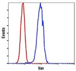 VAV1 Antibody in Flow Cytometry (Flow)